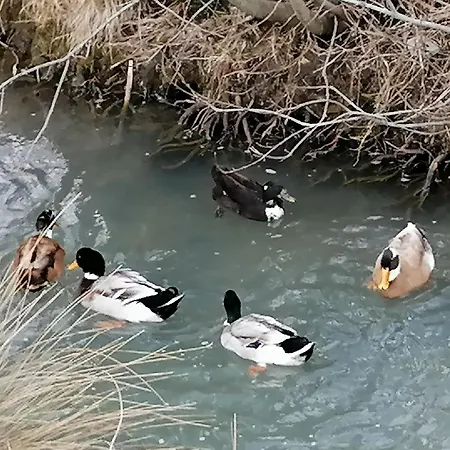 Domacija Malnarjevi 팜스테이 *