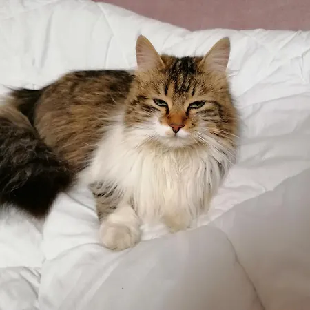 Domacija Malnarjevi Villa Slavina