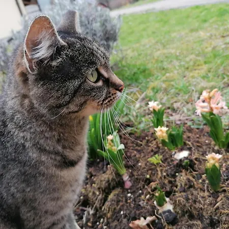Alloggio per agriturismo Domacija Malnarjevi *