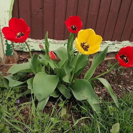 Domacija Malnarjevi Farma Villa Slavina