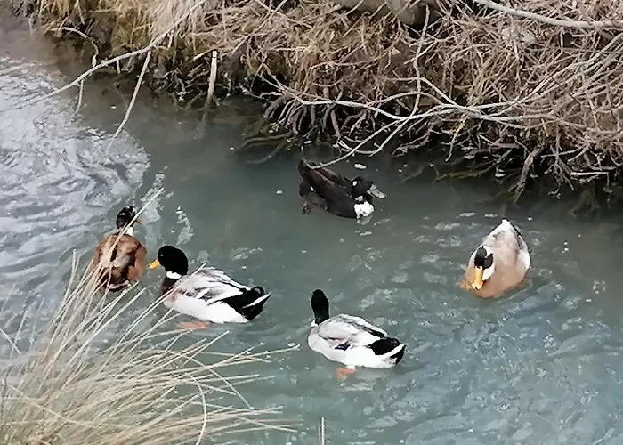 Domacija Malnarjevi Agroturismo *