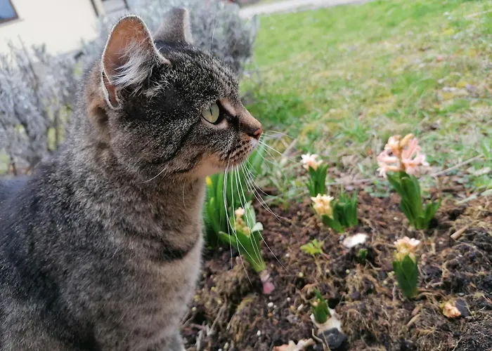 مزرعة للإقامة Domacija Malnarjevi *