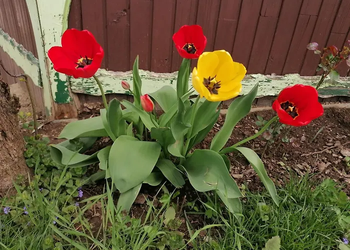 Domacija Malnarjevi Alloggio per agriturismo Villa Slavina